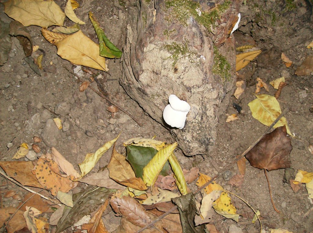 Funghi da determinare
